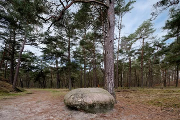 Fototapeten Leuvenumse bossen, Hulshortserzand © Holland-PhotostockNL