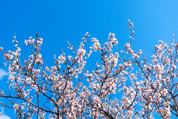 almond tree bloom