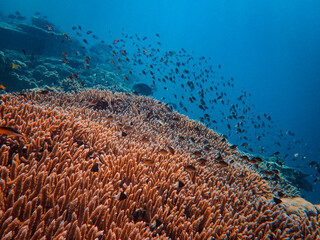 Underwater view of orange coral reefs and numerous swimming fish above