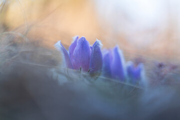 Fototapeta premium Pasque flowers on spring field. Photo Pulsatilla grandis with nice bokeh.