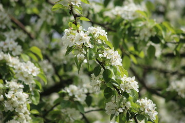 Beautiful spring background of branches of a blossoming apple tree. High quality photo