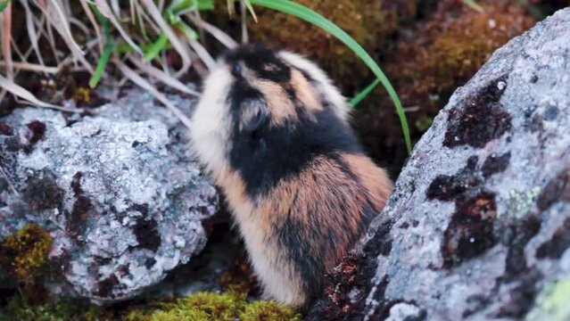 Norwegian lemming (Lemmus lemmus) appetitive behavior: feeds on green leaves of sedge in mountain rocky tundra. Endemic of Scandinavia and sample of famous suicidal unrestrained mass migrations