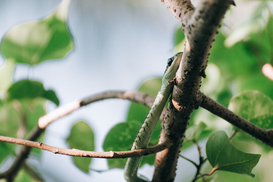 Closeup of a snake on a tree branch
