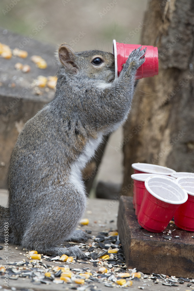 Wall mural closeup of a cute eastern gray squirrel holding a red solo cup and drinking in the forest