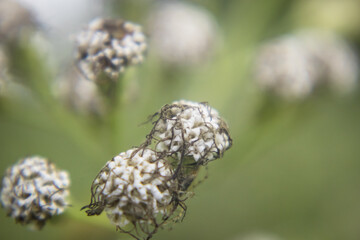 Some withered floss flower