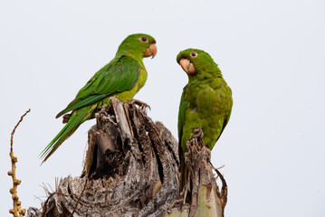 two parrots