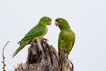 Fototapeta na wymiar two parrots on a branch