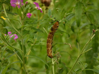 Elephant hawk moth (Deilephila elpenor) - fat larva with eye markings, Poland