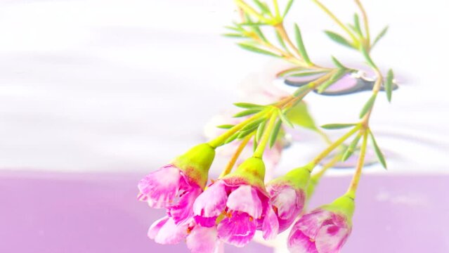 A bunch of flowers and buds of pink geranium on a stem on a pink background. Stock footage. Putting beautiful flower underwater.