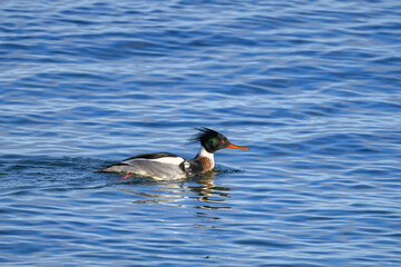 Closeup shot of a red breasted Merganser