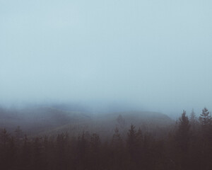 Beautiful view of a foggy forest