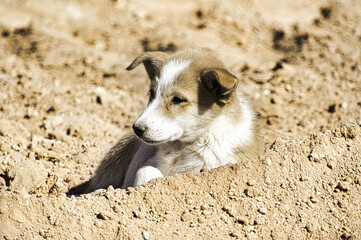 Close-up shot of a beautiful stray dog laying down on sand on a sunny day