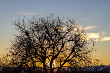 Fototapeta na wymiar An incredibly beautiful winter sunset against the tree branches in Colorado