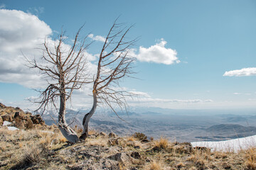 tree in the middle of nowhere