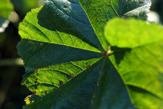Close-up selective focus shot of a green leaf of cheeseweed plant with bright sunlight
