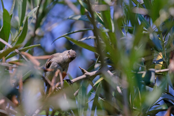 Southern Beardless Tyrannulet (Camptostoma obsoletum), searching for food among the branches.