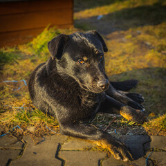 Czarny pies w świetle słońca