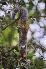 White-naped squirrel (Sciurus stramineus) feeding on flowers