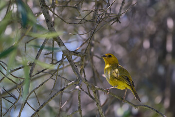 Saffron Finch (Sicalis flaveola), perched in its natural environment.