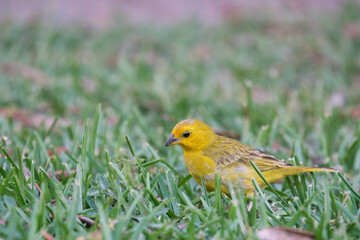 Saffron Finch (Sicalis flaveola), perched in its natural environment.