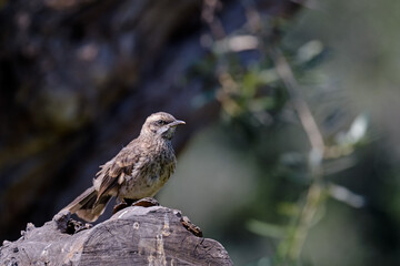 Long tailed Mockingbird (Mimus longicaudatus), perched on the edge of a log.