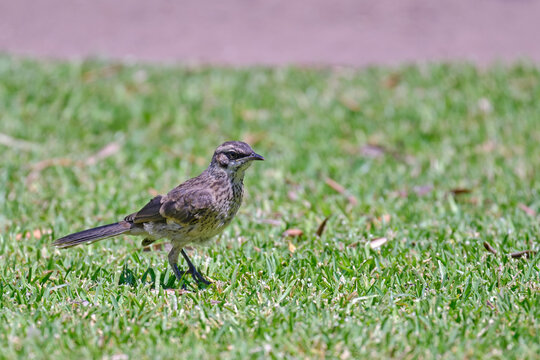 Long tailed Mockingbird (Mimus longicaudatus), perched on grass.
