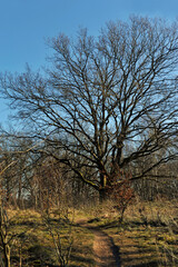 Eichenkrone im Wittmoor