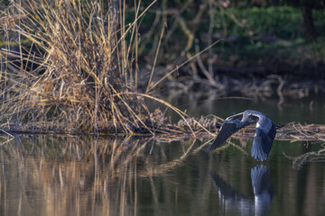 gray heron flying