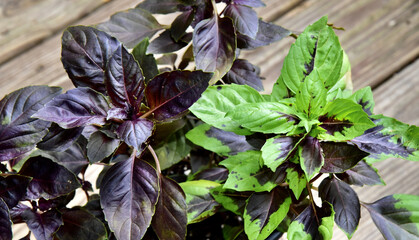 Closeup of a dark opal purple basil on a wooden board