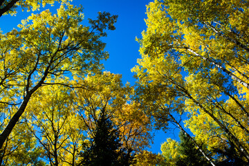 Looking up at orange and yellow birch trees in autumn 