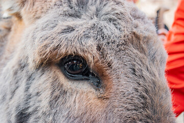 close up of a horse