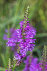 Close up of flowers on a false dragonhead (physostegia virginiana) plant