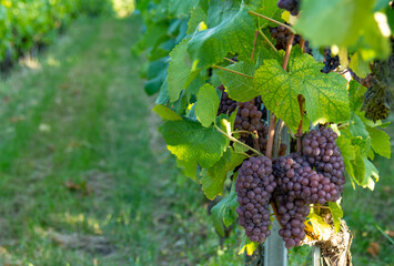 Close-up shot of red grapes in vineyard
