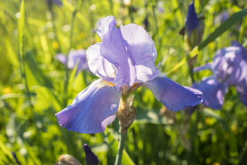 Blue purple iris is in spring grass in the garden.