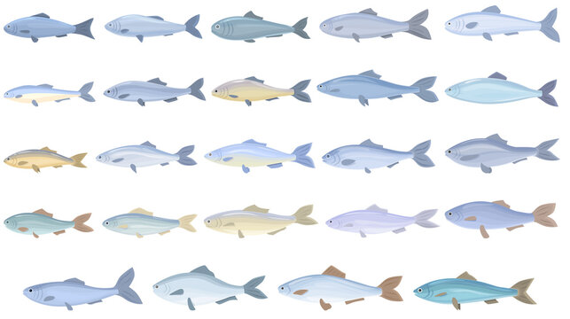 Herring icons set cartoon vector. Cod fish. Water trout