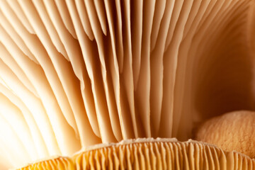 abstract nature background macro of Mushroom plants. Using idea design texture pattern concept natural or wallpaper with blurry background, soft focus
