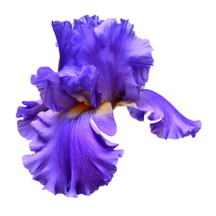 Blue iris flower isolated on white background. Summer. Spring. Flat lay, top view. Floral pattern. Love. Valentine's Day - obrazy, fototapety, plakaty