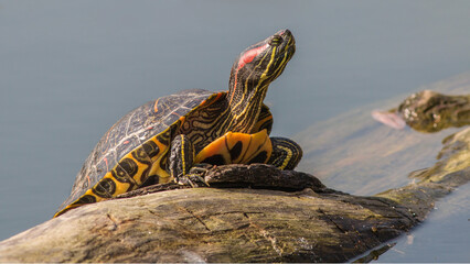 Closeup of the pond slider. Trachemys scripta.