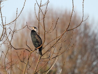Phalacrocoracidae perché