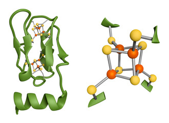 Ferredoxins are redox proteins with clusters of iron and sulfur in their active sites. Shown here is a [4Fe-4S] cluster structure, paired with a ferredoxin enzyme from E. Coli bacteria.