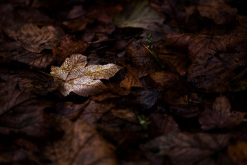 close up of a leaf with waterdrops