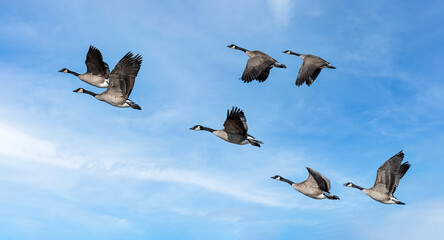 Flock of Canada geese flying in a cloudy sky - obrazy, fototapety, plakaty