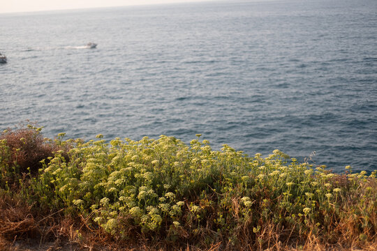 Closeup shot of the Crithmum Maritimum plants and the sea on the background