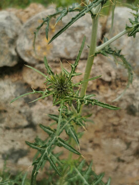 Vertical Shot Of Field Eryngo