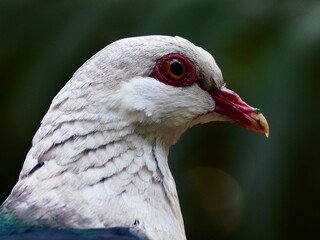 Grand impressive White-headed Pigeon in natural beauty.