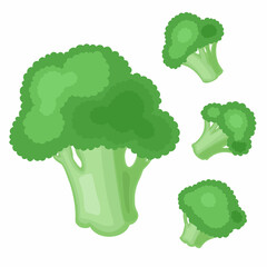 Vector set of green broccoli. Cabbage on a white background.