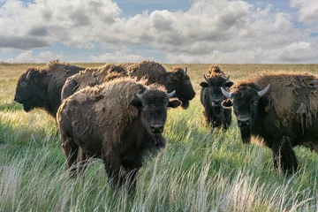 Tuinposter Herd of bison on the Oklahoma plains © Christopher Hand/Wirestock
