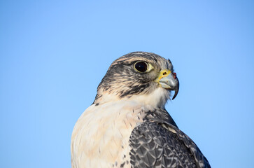 Falcon. Portrait of falcon bird in mountain. Bird of prey.