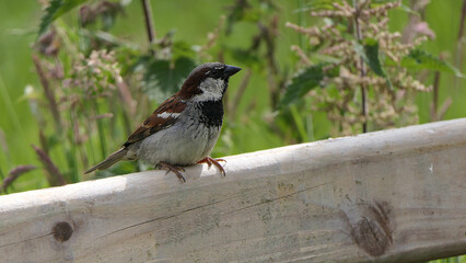 House Sparrow sitting on fence