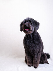 a black dog on a light background. old black dog